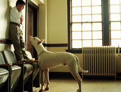 miedo-a-los-perros-cinofobia-6